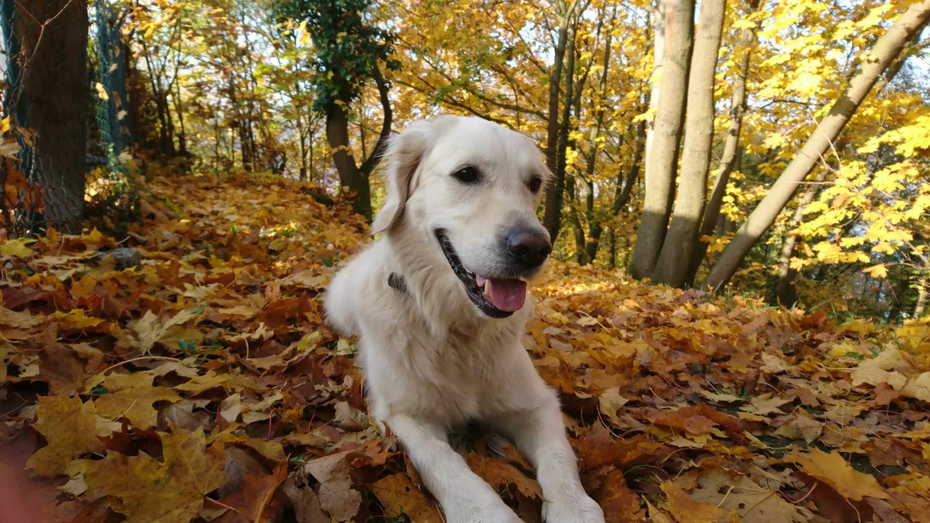 Urlaub mit Hund | Hotel Löwen Marktbreit