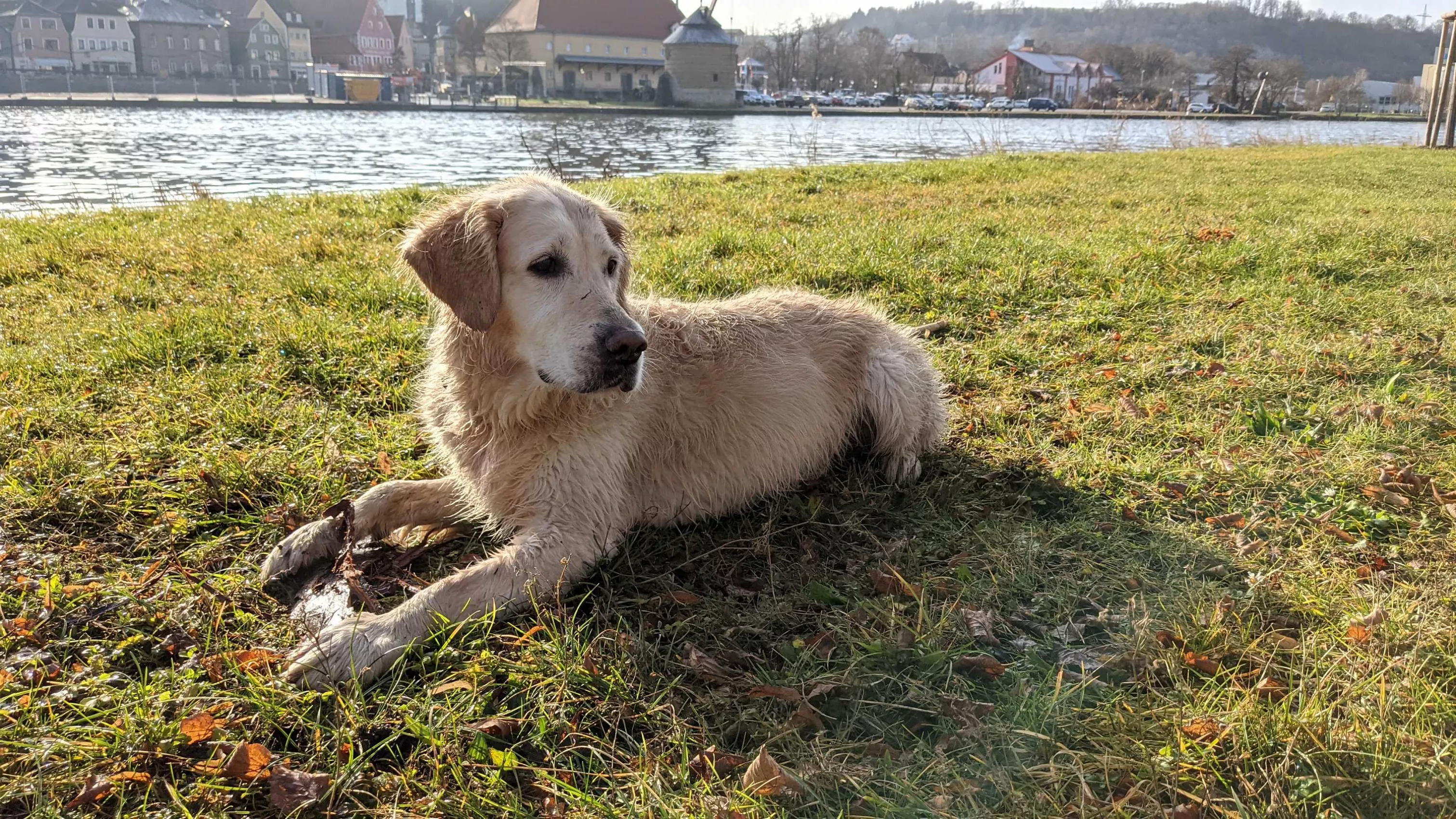 Urlaub mit Hund | Hotel Löwen Marktbreit