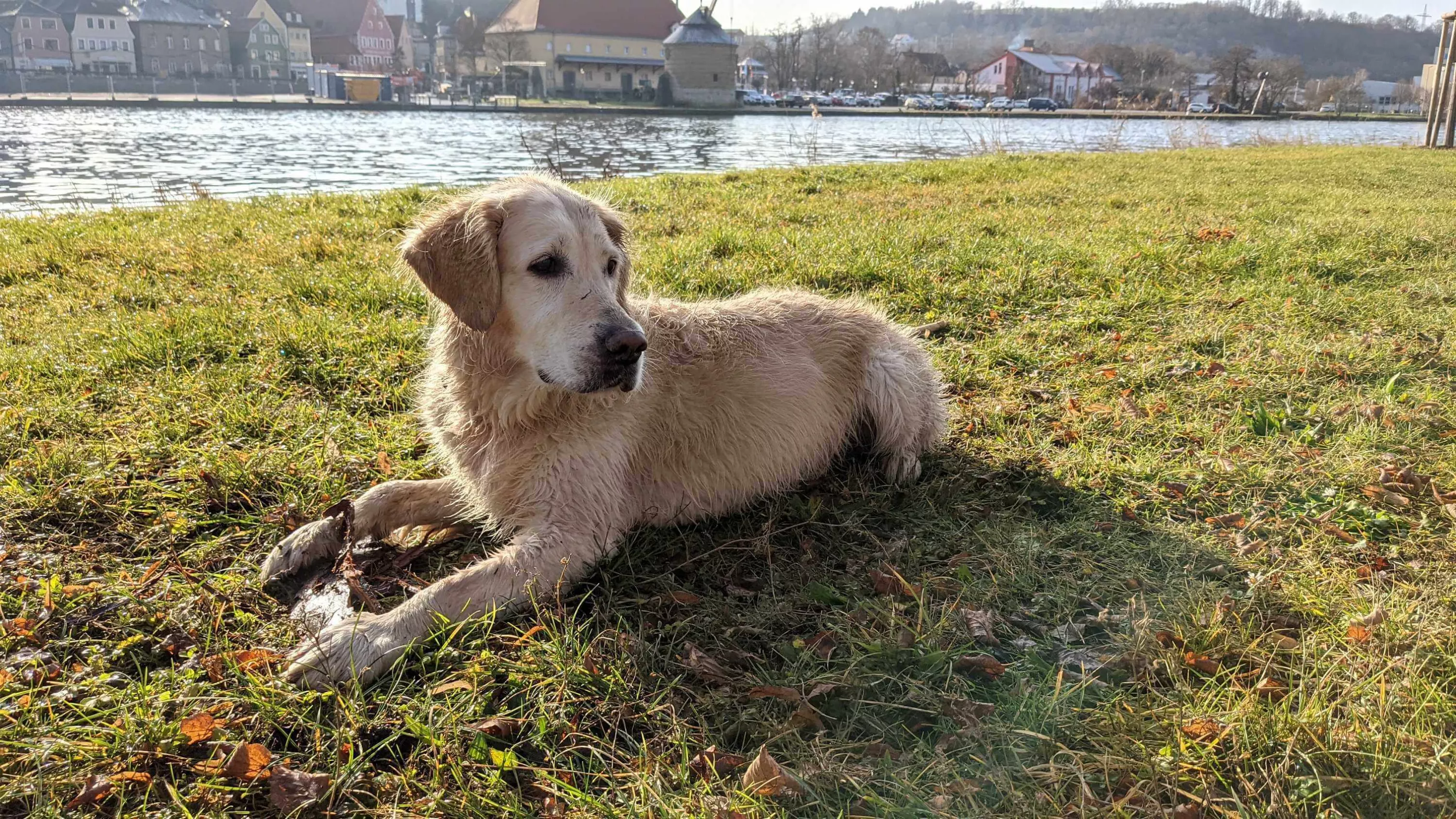 Urlaub mit Hund | Hotel Löwen Marktbreit
